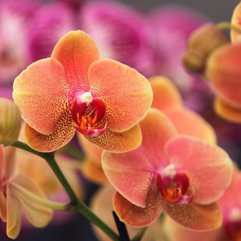 Confira algumas curiosidades sobre as orquídeas