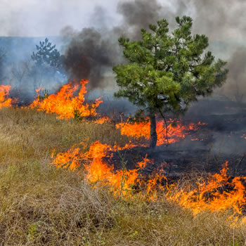 Impactos negativos das queimadas para o meio ambiente