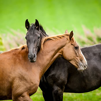 Haras - Amor pela criação de cavalos