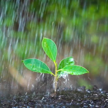 Período de chuva e o agronegócio: como evitar prejuízos?