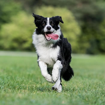 Conheça cinco raças de cachorros de fazenda