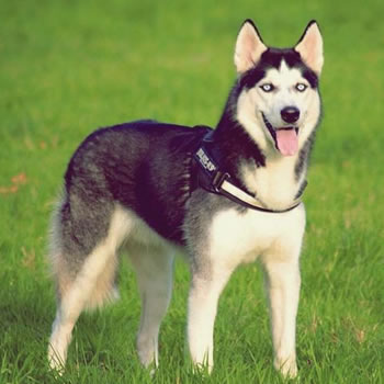 Husky Siberiano