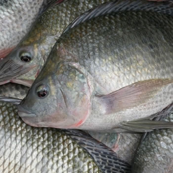 Noroeste Paulista se destaca na produção de peixes nacional