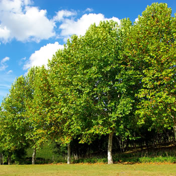 Importância das árvores para a manutenção do clima